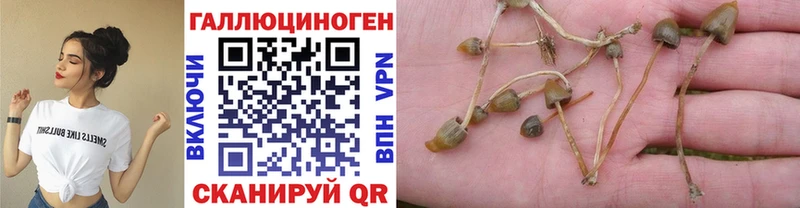 Псилоцибиновые грибы Psilocybine cubensis  blacksprut   Невинномысск  закладки 